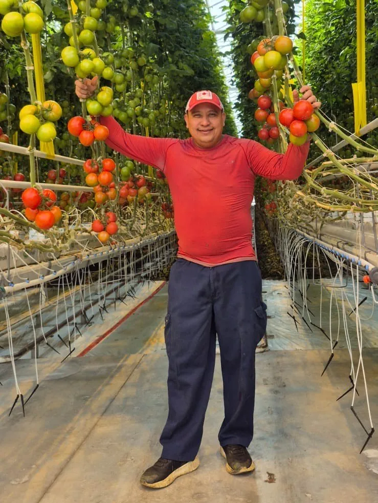 Honduran worker holding tomato clusters in Ontario greenhouse