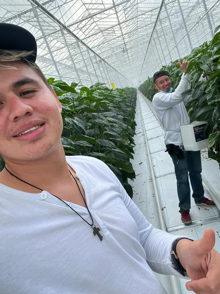 Two Honduran workers in Ontario greenhouse