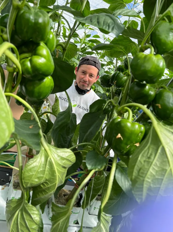 Honduran worker among pepper plants at Mucci Farms