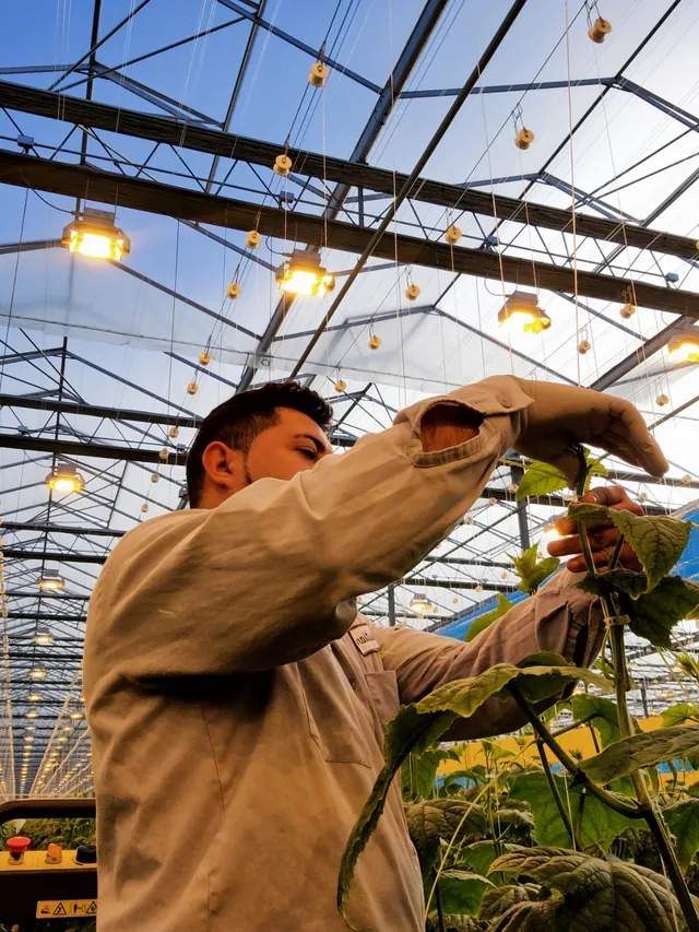 Worker tending plants under grow lights, Ontario greenhouse
